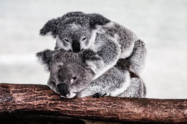 A természetes élőhelye a Koala — Stock Fotó