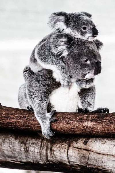 Doğal habitatları, Koala — Stok fotoğraf