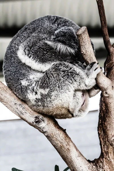 Koala nel suo habitat naturale — Foto Stock