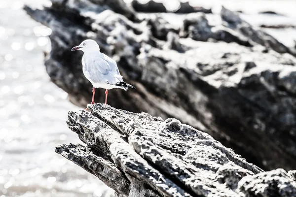 Gabbiano marino in Australia — Foto Stock