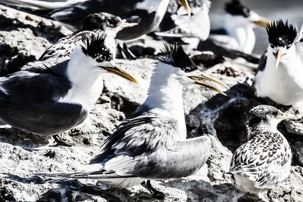 Sea Gull in Australia — Stock Photo, Image