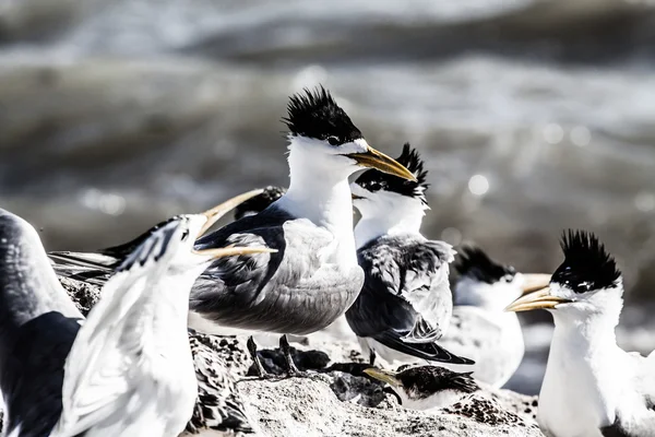 Sea Gull in Australia — Stock Photo, Image