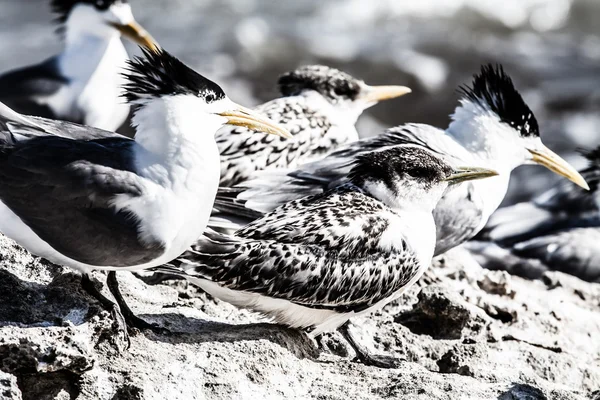 Sea gull v Austrálii — Stock fotografie