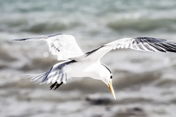 Sea gull w Stany Zjednoczone Ameryki — Zdjęcie stockowe