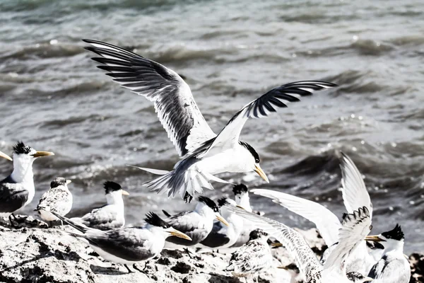 Sea Gull in Australia — Stock Photo, Image