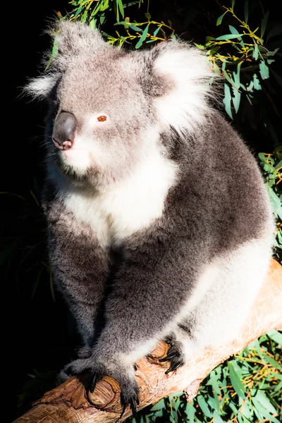 Koala w jego naturalnym środowisku — Zdjęcie stockowe