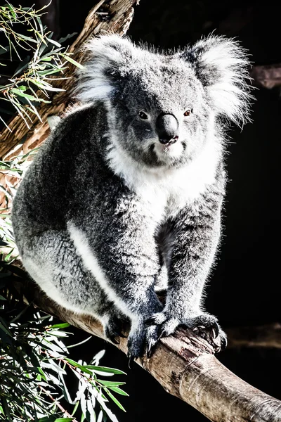Koala w jego naturalnym środowisku — Zdjęcie stockowe