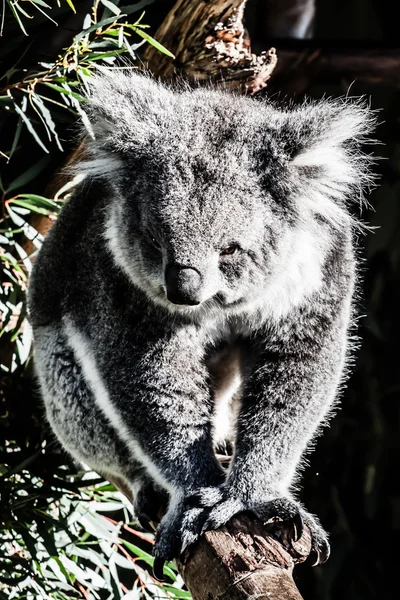 Koala in seinem natürlichen Lebensraum — Stockfoto