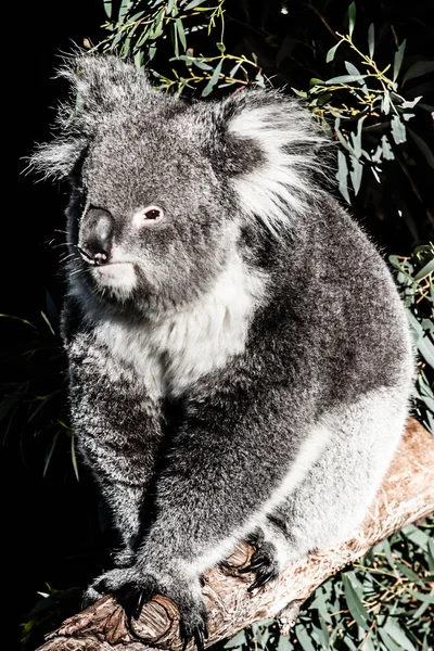 Koala no seu habitat natural — Fotografia de Stock