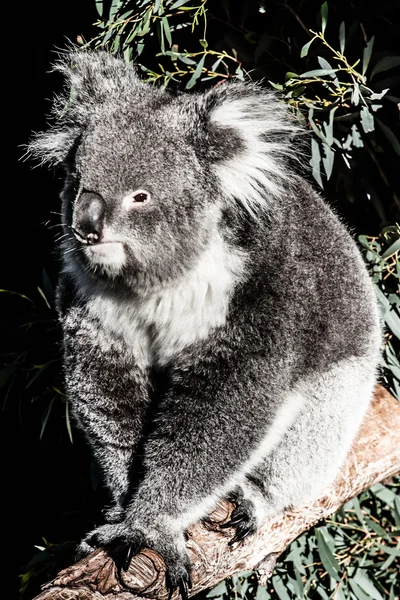 A természetes élőhelye a Koala — Stock Fotó