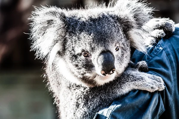 Koala no seu habitat natural — Fotografia de Stock