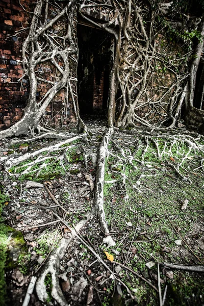 Angkor wat dikiş içinde karmaşık biçmek — Stok fotoğraf