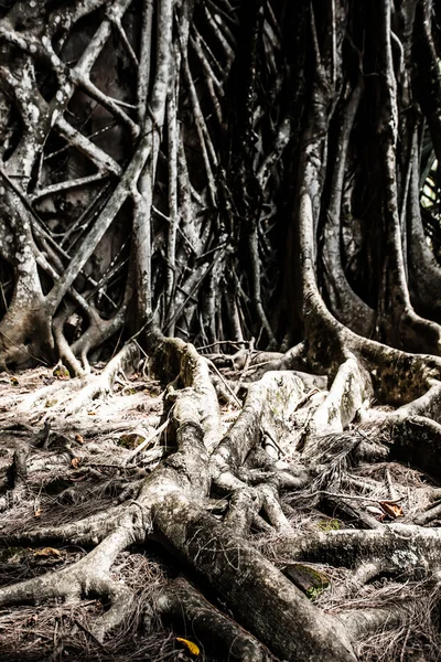 Angkor wat komplex in naht ernten — Stockfoto