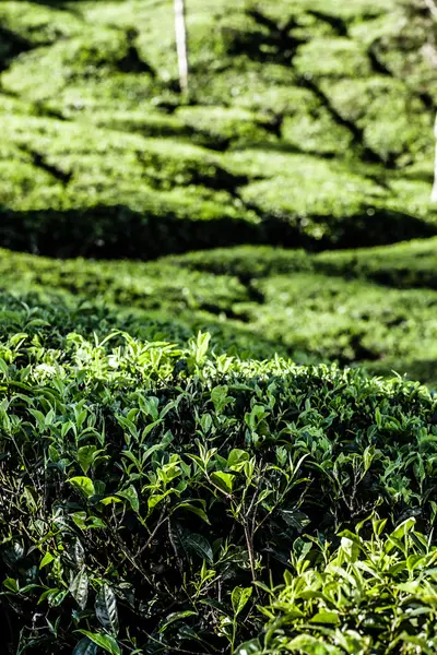 녹차 농장의 풍경입니다. Munnar, 케랄라, 인도 — 스톡 사진