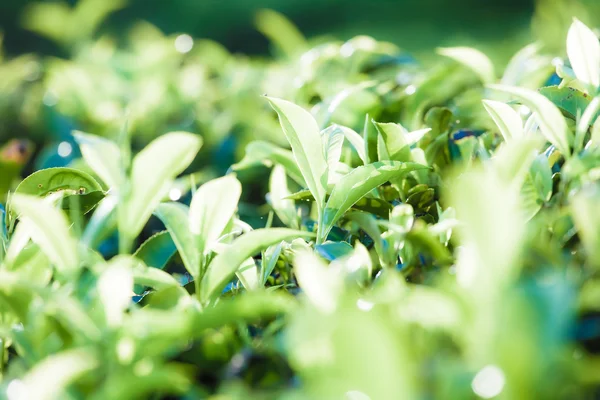 Landschap van groene theeplantages. Munnar, kerala, india — Stockfoto