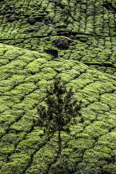 Landscape of green tea plantations. Munnar, Kerala, India — Stock Photo, Image