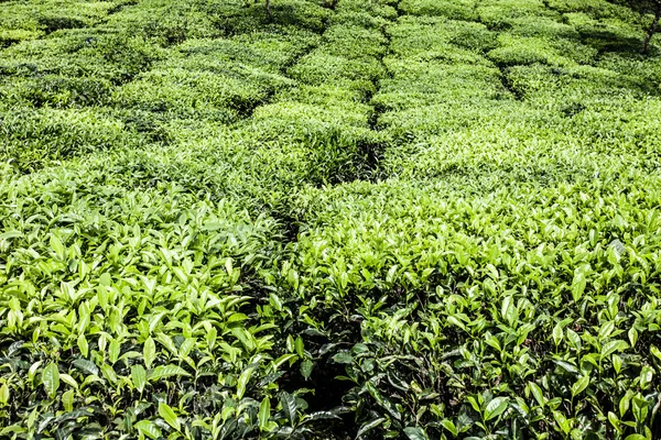 녹차 농장의 풍경입니다. Munnar, 케랄라, 인도 — 스톡 사진