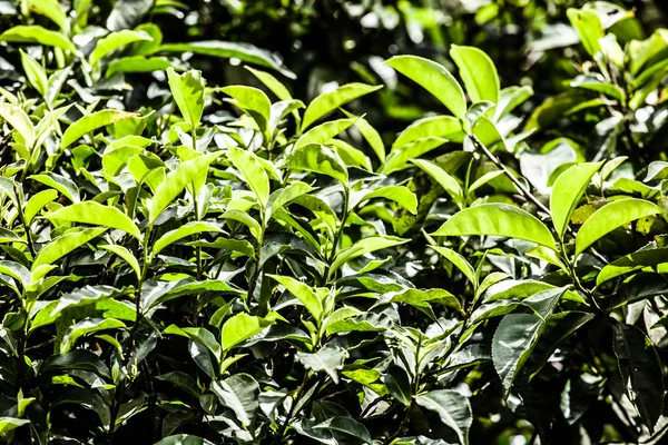 Krajina zelené čajové plantáže. Munnar, kerala, Indie — Stock fotografie