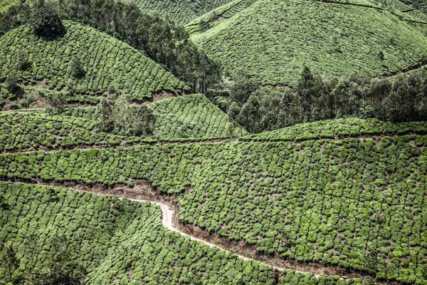 Пейзаж зеленых чайных плантаций. Муннар, Керала, Индия — стоковое фото