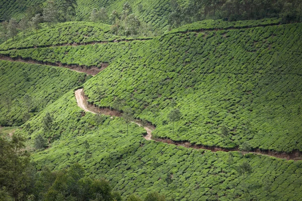 Landscape of green tea plantations. Munnar, Kerala, India — Stock Photo, Image