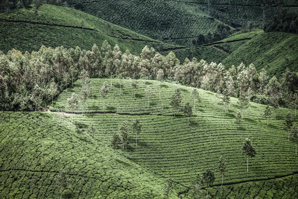 Пейзаж зеленых чайных плантаций. Муннар, Керала, Индия — стоковое фото