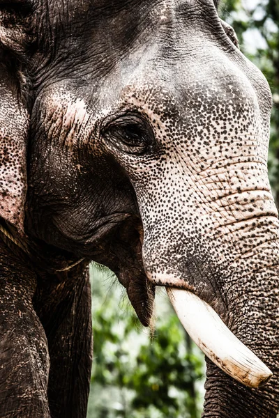 Elephant close up — Stock Photo, Image