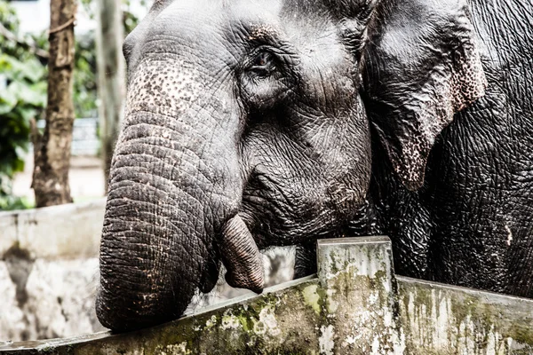 Elephant close up — Stock Photo, Image