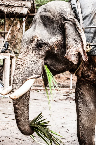 Olifant close-up — Stockfoto