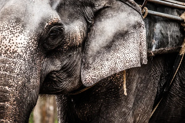 Olifant close-up — Stockfoto