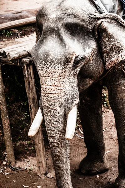 Olifant close-up — Stockfoto