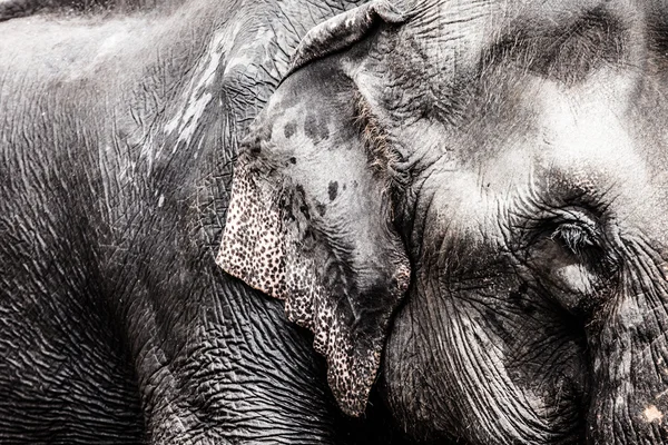 Elephant close up — Stock Photo, Image