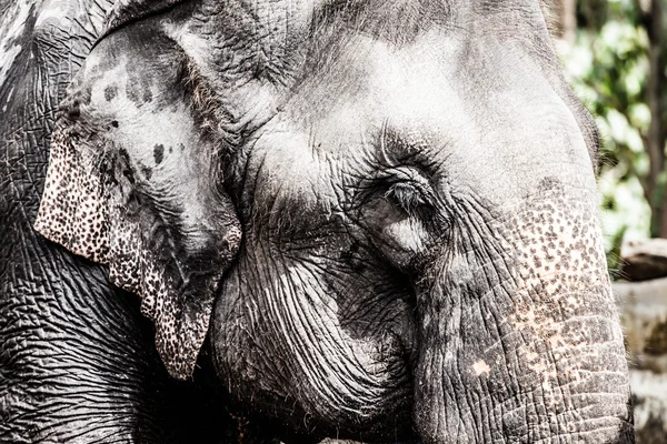Fil yakın çekim — Stok fotoğraf
