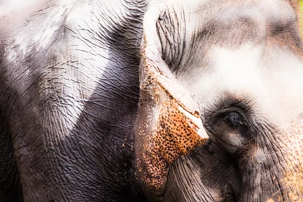 Elephant close up — Stock Photo, Image