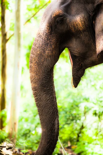 Elefant aus nächster Nähe — Stockfoto