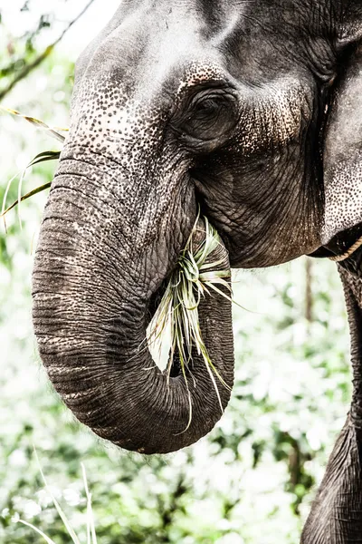 Olifant close-up — Stockfoto