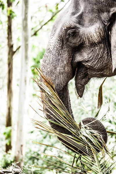 Elephant close up — Stock Photo, Image