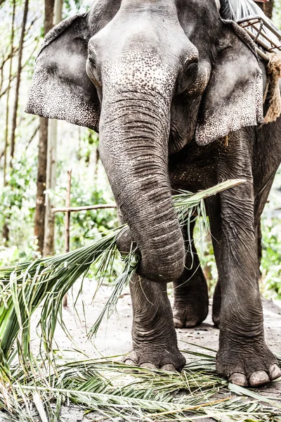 Aziatische olifant in india. — Stockfoto