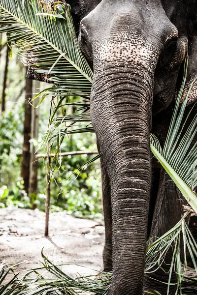 Asiatischer Elefant in Indien. — Stockfoto