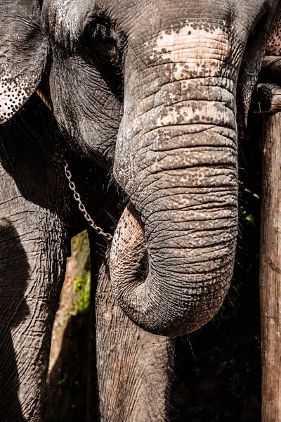 Elephant close up — Stock Photo, Image