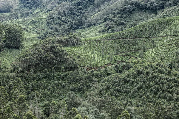 Краєвид зелений чай плантації. Munnar, Керала, Індія — стокове фото