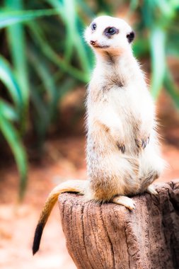 Meerkat (Suricata suricatta)