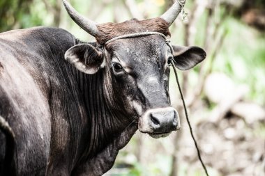 Kutsal inek ile sarı duvarda jaipur, Hindistan