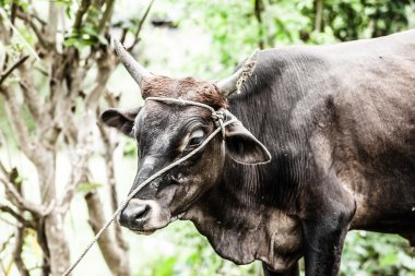 Kutsal inek ile sarı duvarda jaipur, Hindistan