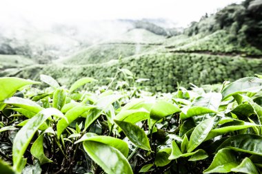 çay plantasyon içinde munnar, Hindistan