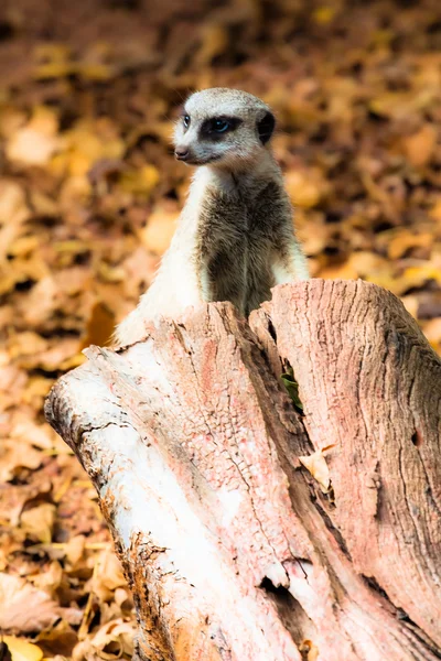 El suricata (Suricata suricatta ) — Foto de Stock