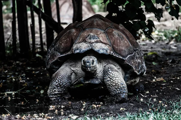 Een galapagos-schildpad eten verlaat, santa cruz, galapagos — Stockfoto