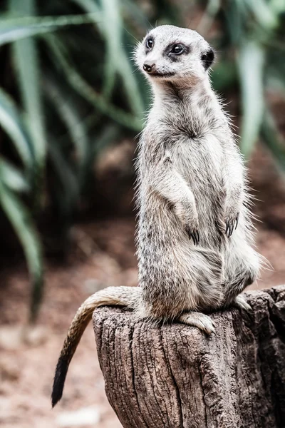 The meerkat (Suricata suricatta) — Stock Photo, Image