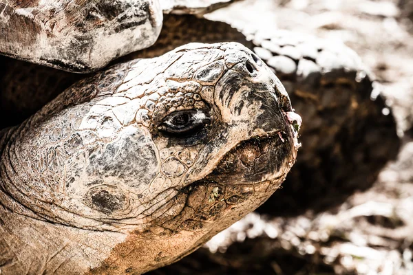 Een galapagos-schildpad eten verlaat, santa cruz, galapagos — Stockfoto