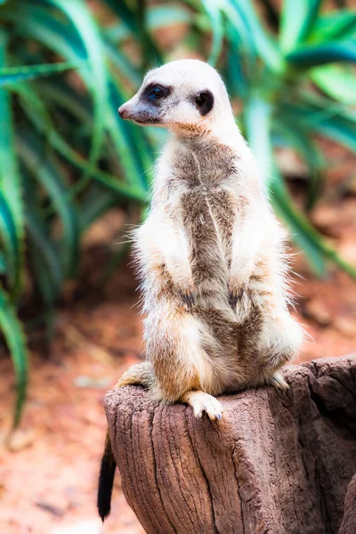 Le suricate (Suricata suricatta ) — Photo