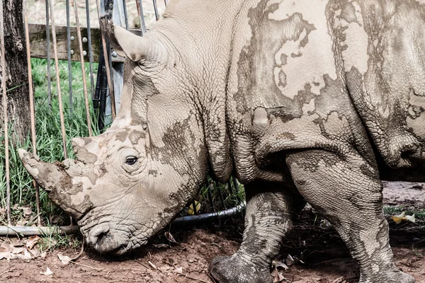 Portret van een zwarte (verslaafd-lipped) neushoorn (diceros bicornis), Zuid-Afrika — Stockfoto